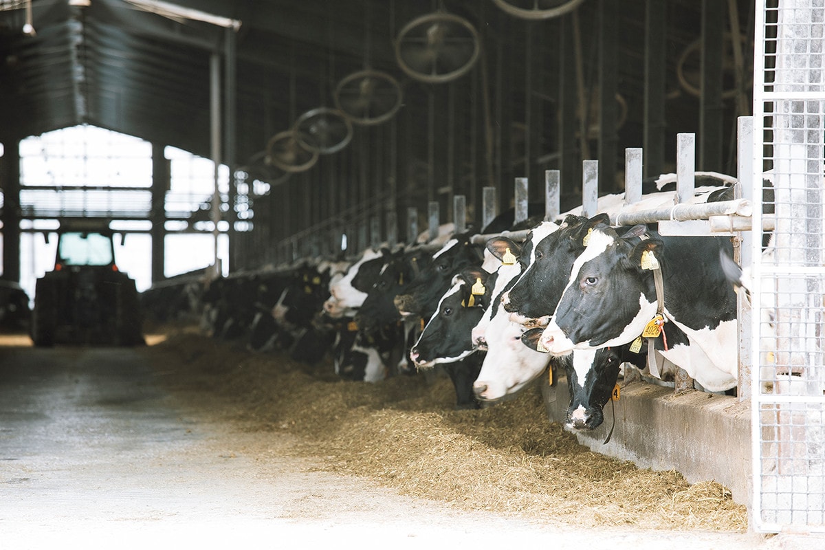 900頭以上の牛が飼育されており、牛舎の見学、搾乳体験、仔牛の乳やり、搾りたてミルクの試飲ができる。