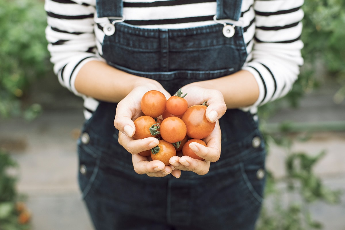 色とりどりのトマト、大ぶりなズッキーニ、つやつやとしたナスなど、旬の夏野菜がいっぱい。